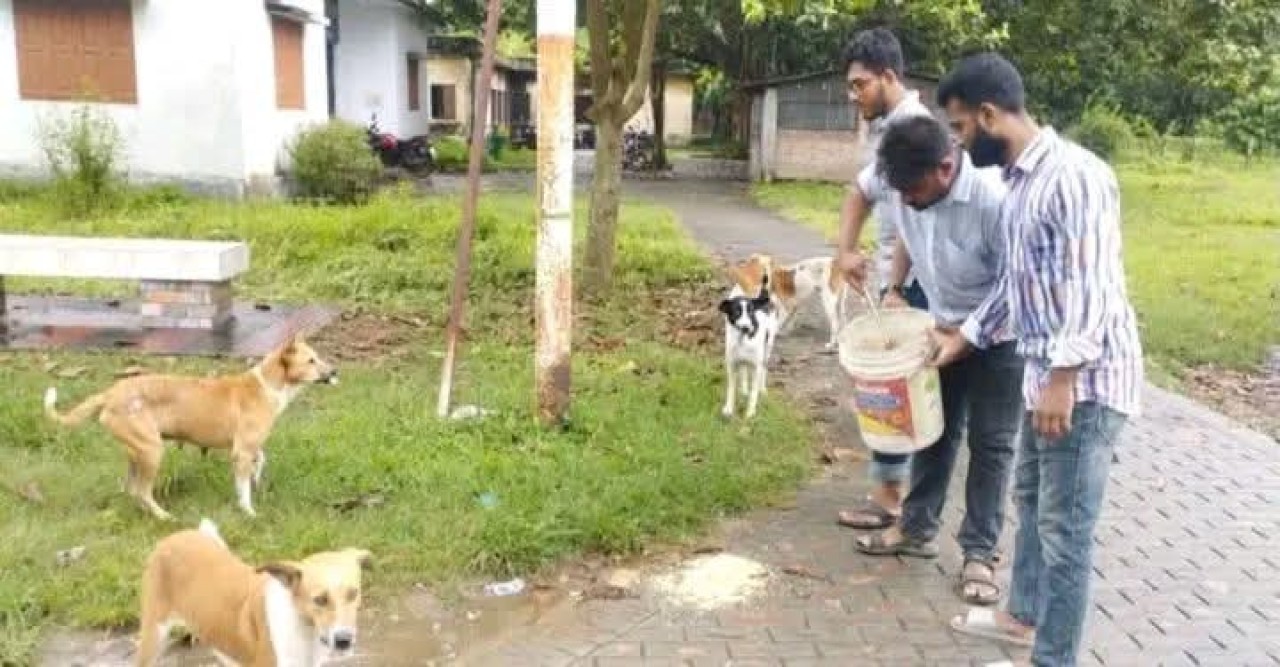 রাজশাহী বিশ্ববিদ্যালয় বন্ধ ক্যাম্পাসে প্রাণীদের খাবার দিচ্ছে ছাত্রদল