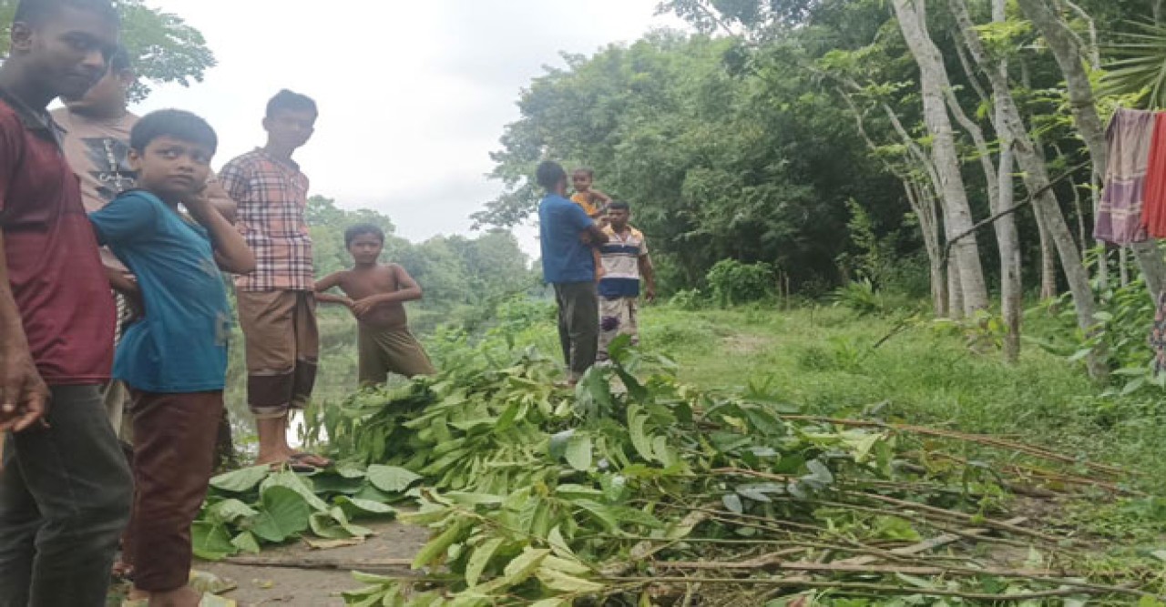 নওগাঁর মান্দায় ৩ শতাধিক গাছ কেটে ফেলার অভিযোগ