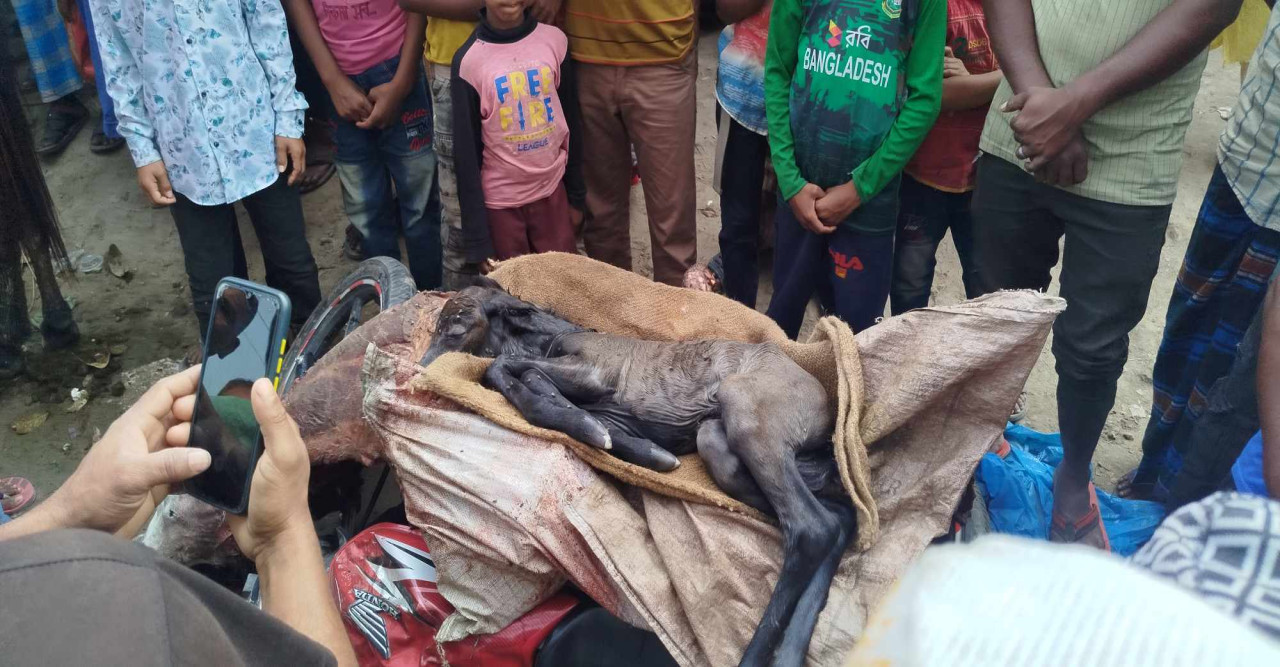 হরিপুরে গরুর মাংস বলে ঘোড়ার মাংস বিক্রির চেষ্টা-ধরা খেয়ে কসাই পলাতক