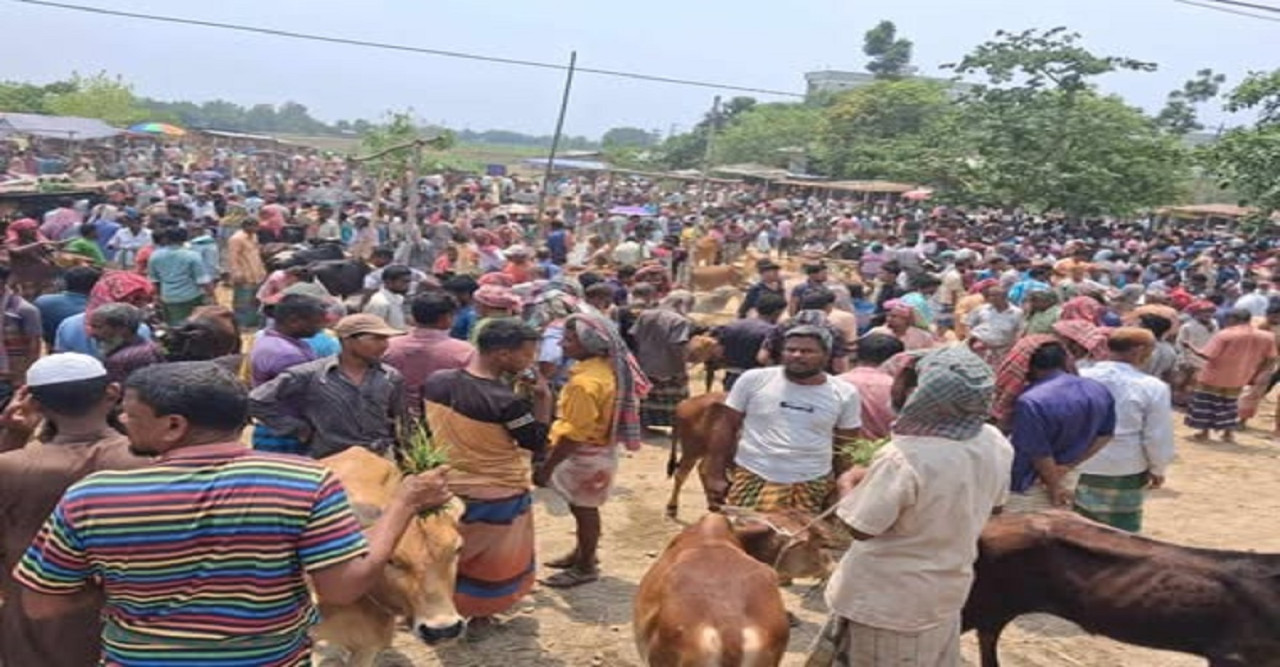 সিংড়ায় পশুর হাটে সেনাবাহিনীর অভিযান