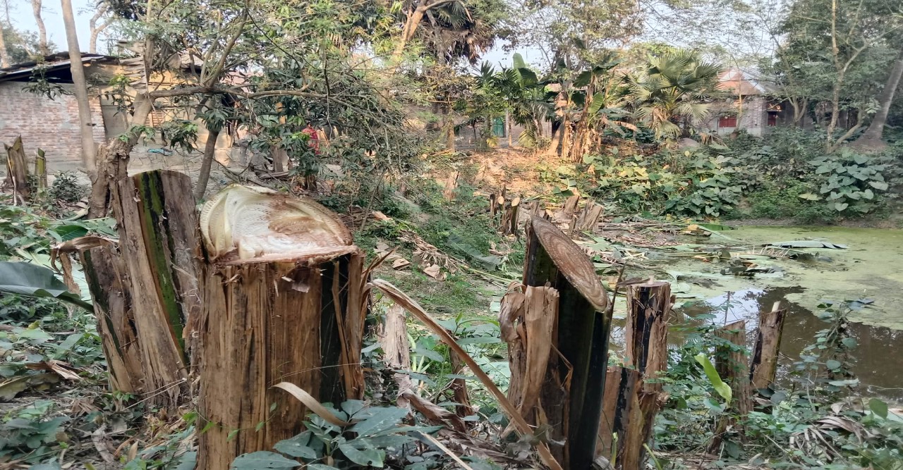 নওগাঁর মান্দায় বিবাদমান জমির গাছ কাটার অভিযোগ