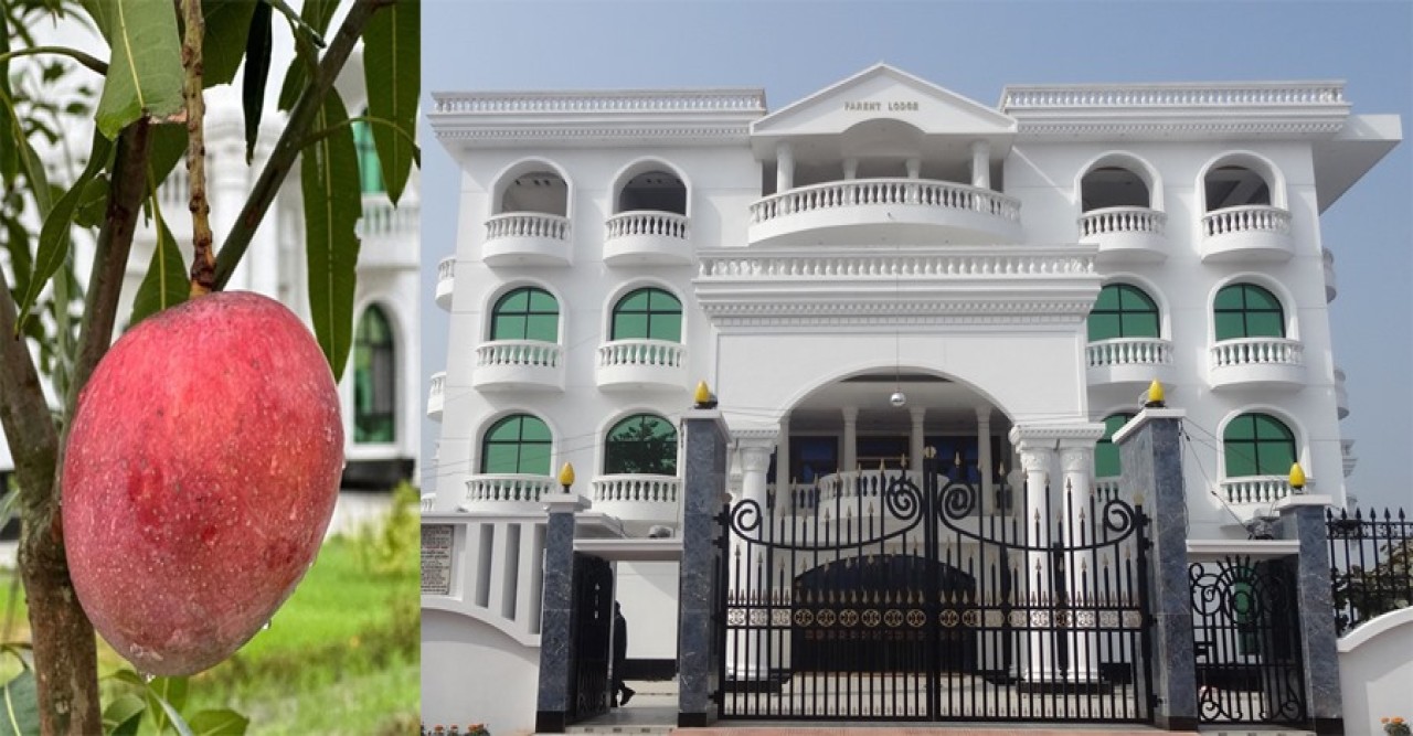 কুষ্টিয়ার শিল্পপতির স্ত্রীর লাখ টাকার আমগাছ উধাও, থানায় অভিযোগ