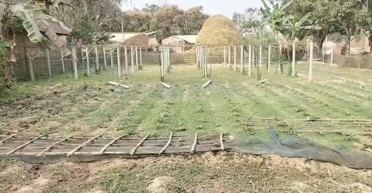 পোরশায় ভাতিজাদের বিরুদ্ধে বসতভিটা দখলের অভিযোগ