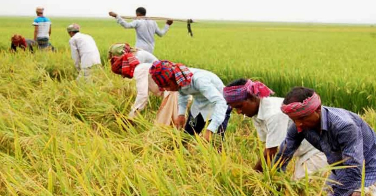 সিলেট জুড়ে কৃষকরা এ বছর বোরো ধানের লক্ষ্যমাত্রা অর্জন নিয়েই শঙ্কায়