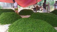 রাজশাহীতে এক পোয়া কাঁচা মরিচের দাম ৮০ টাকা