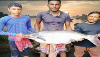 শার্শায় ইছামতিতে বড়শির টানে ধরা পড়ল ১৬ কেজির পাঙ্গাস