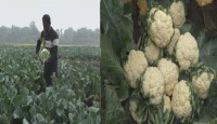নড়াইলে ফুলকপির বাম্পার ফলনে কৃষকদের মুখে হাসি