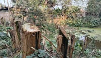 নওগাঁর মান্দায় বিবাদমান জমির গাছ কাটার অভিযোগ